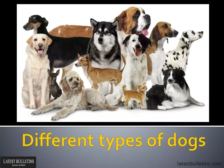 different types of dogs