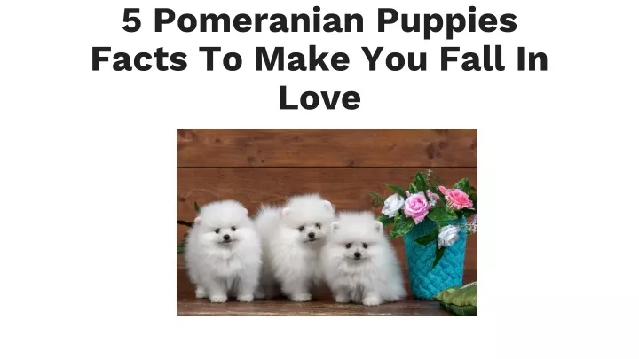 5 pomeranian puppies facts to make you fall in love