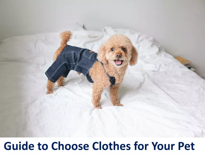 guide to choose clothes for your pet