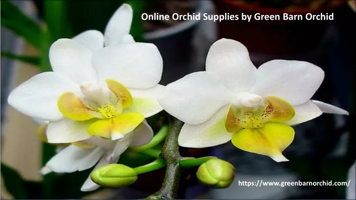 online orchid supplies by green barn orchid