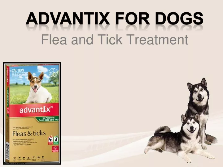 flea and tick treatment