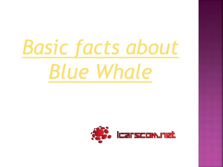 basic facts about blue whale