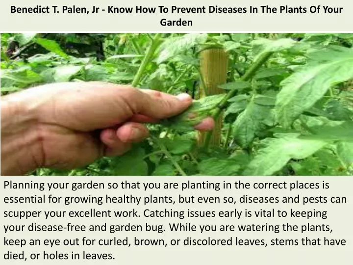 benedict t palen jr know how to prevent diseases in the plants of your garden