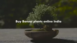 Buy Bonsai plants online India