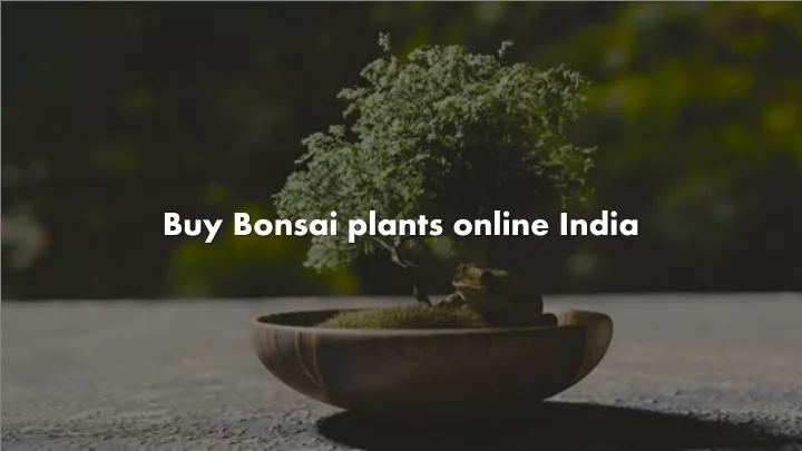 buy bonsai plants online india