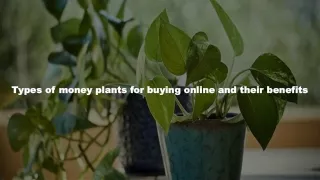 Types of money plants for buying online and their benefits