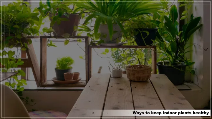 ways to keep indoor plants healthy