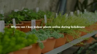 Where can I buy indoor plants online during lockdown?