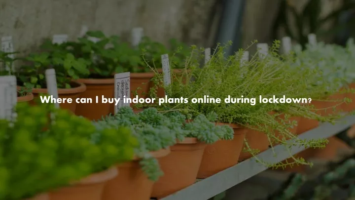 where can i buy indoor plants online during