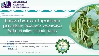 Beauveria bassiana  con flupyradifurone para controlar Trialeurodes vaporariorum  Vuill  en el cultivo del ejote francés
