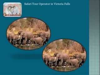 Safari Tour Operator in Victoria Falls