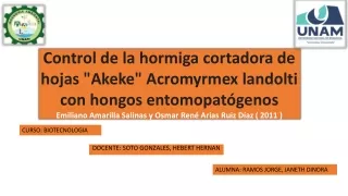 Control de la hormiga cortadora de hojas "Akeke" Acromyrmex landolti con hongos entomopatógenos