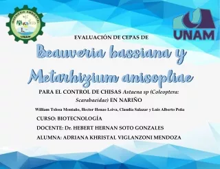 Evaluación de cepas de Beauveria bassiana y Metarhizium anisopliae para el control de chisas Astaena sp (Coleoptera: Sca