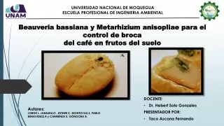Beauveria bassiana y Metarhizium anisopliae para el control de broca