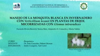 mapa conceptual del articulo cientifico: manejo de la mosquita blanca en invernadero con verticillium lecanii en plantas