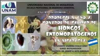Producción, uso y control de calidad de hongos entomopatógenos en Nicaragua.