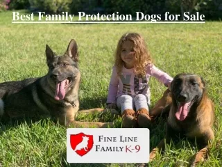 Best Family Protection Dogs for Sale | Fine Line Family K-9 |