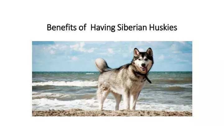 benefits of having siberian huskies