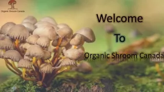 Buy Magic Mushrooms
