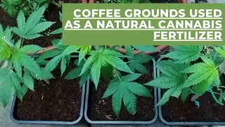 Why Coffee Grounds Can Be Used as a Fertilizer
