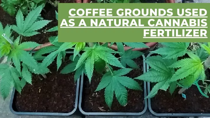 coffee grounds used as a natural cannabis