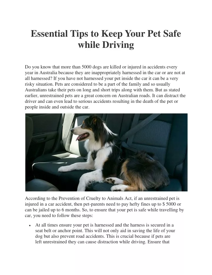 essential tips to keep your pet safe while