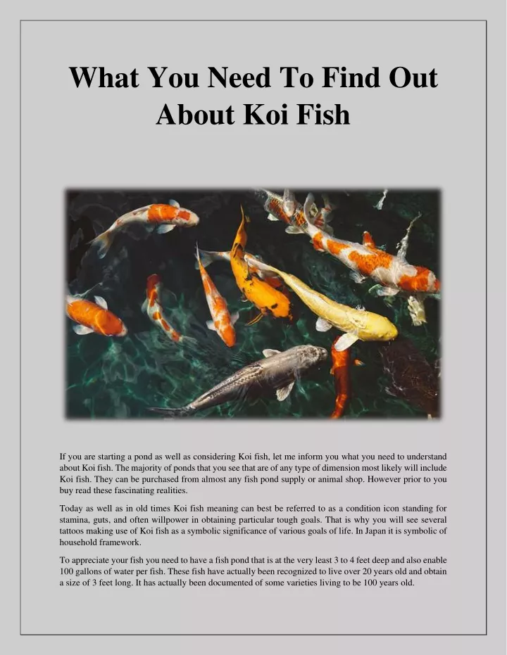 what you need to find out about koi fish
