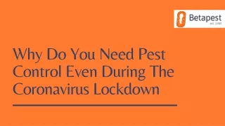 Why Do You Need Pest Control Even During The Coronavirus Lockdown