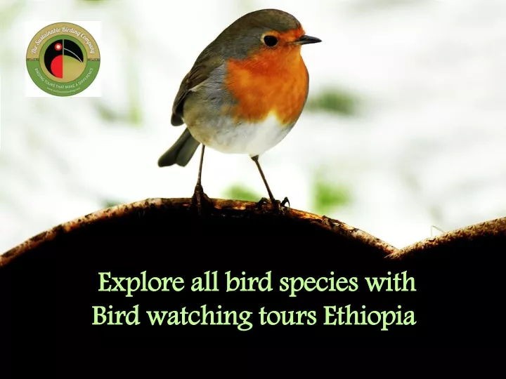 explore all bird species with bird watching tours