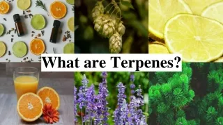 what are terpenes