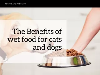 The Benefits of wet food for cats and dogs