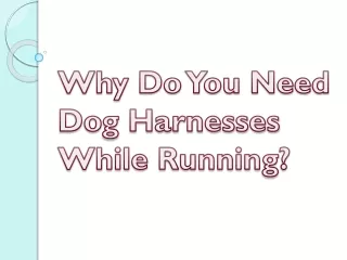 Why Do You Need Dog Harnesses While Running?