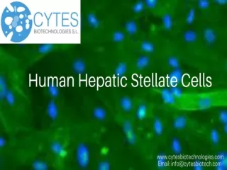 Human Hepatic Stellate Cells