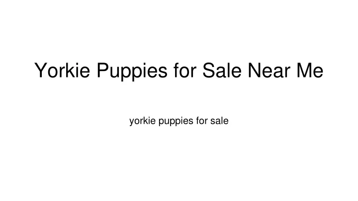 yorkie puppies for sale near me
