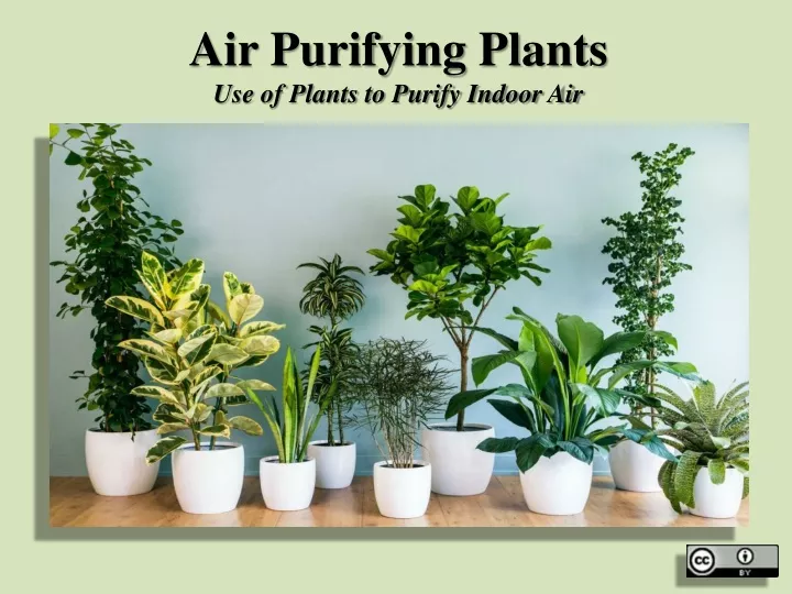 air purifying plants use of plants to purify indoor air