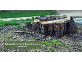 Get Astonishing Stump Removal Service in Waxhaw NC