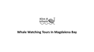 Whale Watching Tours In Magdalena Bay