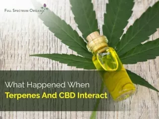What Happened When Terpenes And CBD Interact
