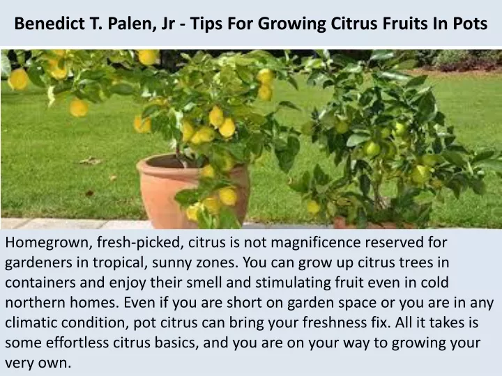 benedict t palen jr tips for growing citrus fruits in pots