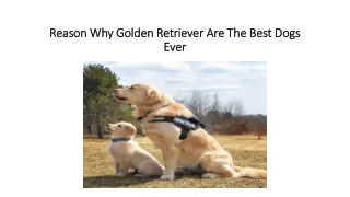 Reason Why Golden Retriever Are the Best Dogs Ever