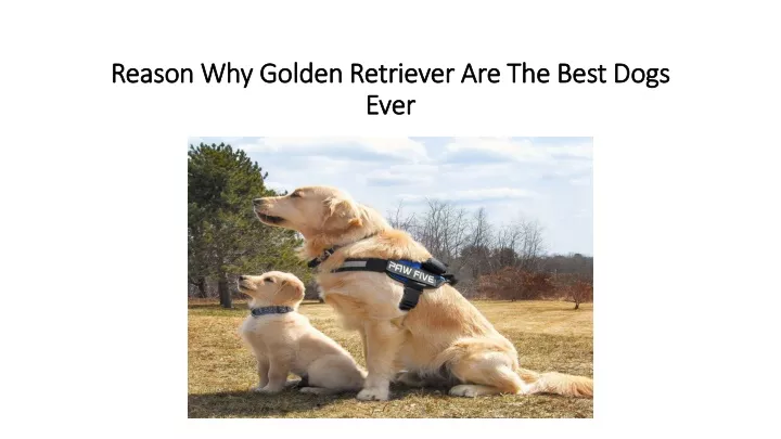 reason why golden retriever are the best dogs
