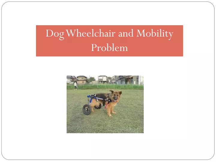 dog wheelchair and mobility problem