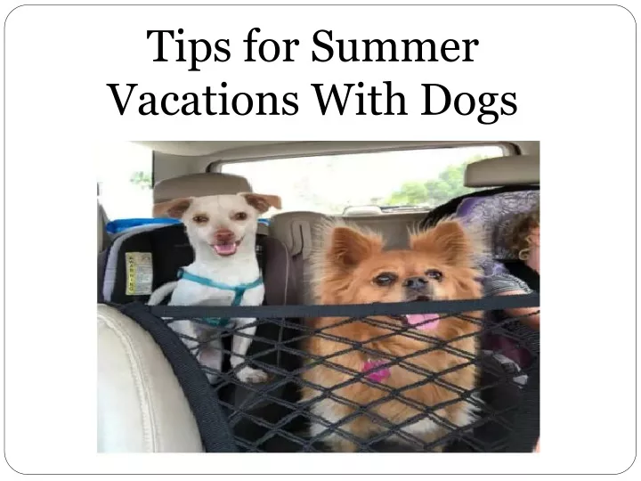 tips for summer vacations with dogs