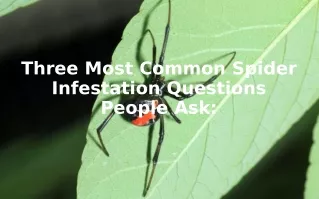 Three Most Common Spider Infestation Questions People Ask: