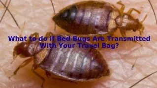 What to do if Bed Bugs are Transmitted With your Travel Bag?