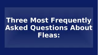 Three Most Frequently Asked Questions About Fleas: