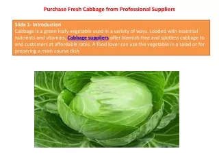 purchase fresh cabbage from professional suppliers