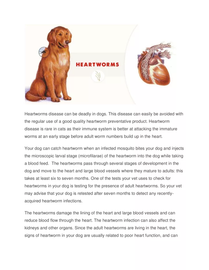 heartworms disease can be deadly in dogs this