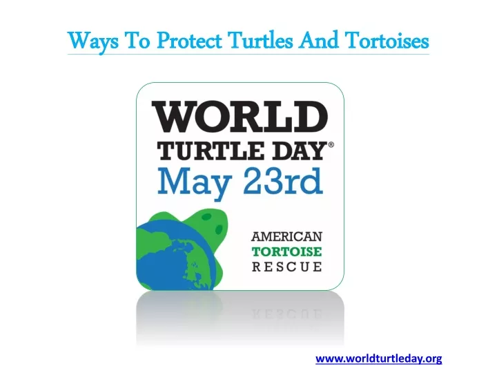 ways to protect turtles and tortoises