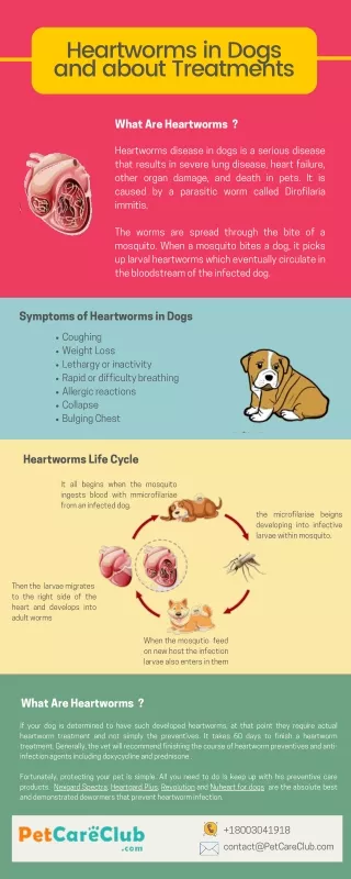 Heartworms in Dogs and about Treatments